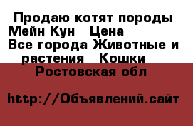 Продаю котят породы Мейн Кун › Цена ­ 12 000 - Все города Животные и растения » Кошки   . Ростовская обл.